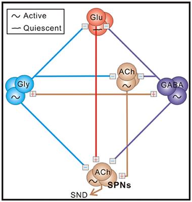 Nitric Oxide Orchestrates a Power-Law Modulation of Sympathetic Firing Behaviors in Neonatal Rat Spinal Cords